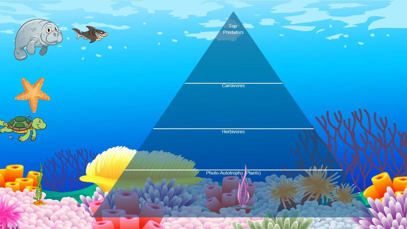 Ocean Ecological Pyramid - TEMPLATE