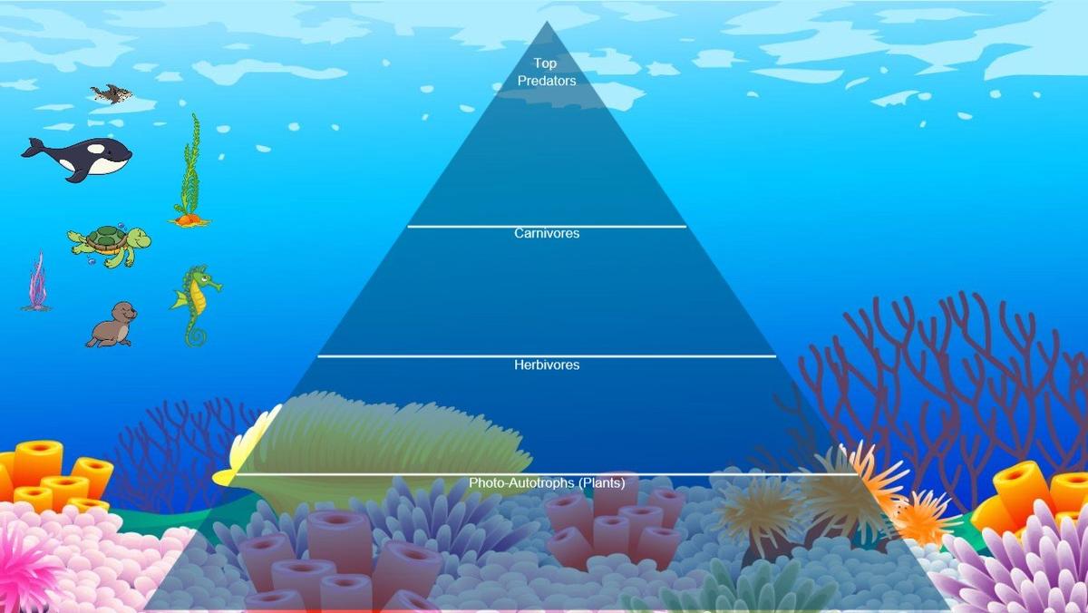 Ocean Ecological Pyramid - TEMPLATE