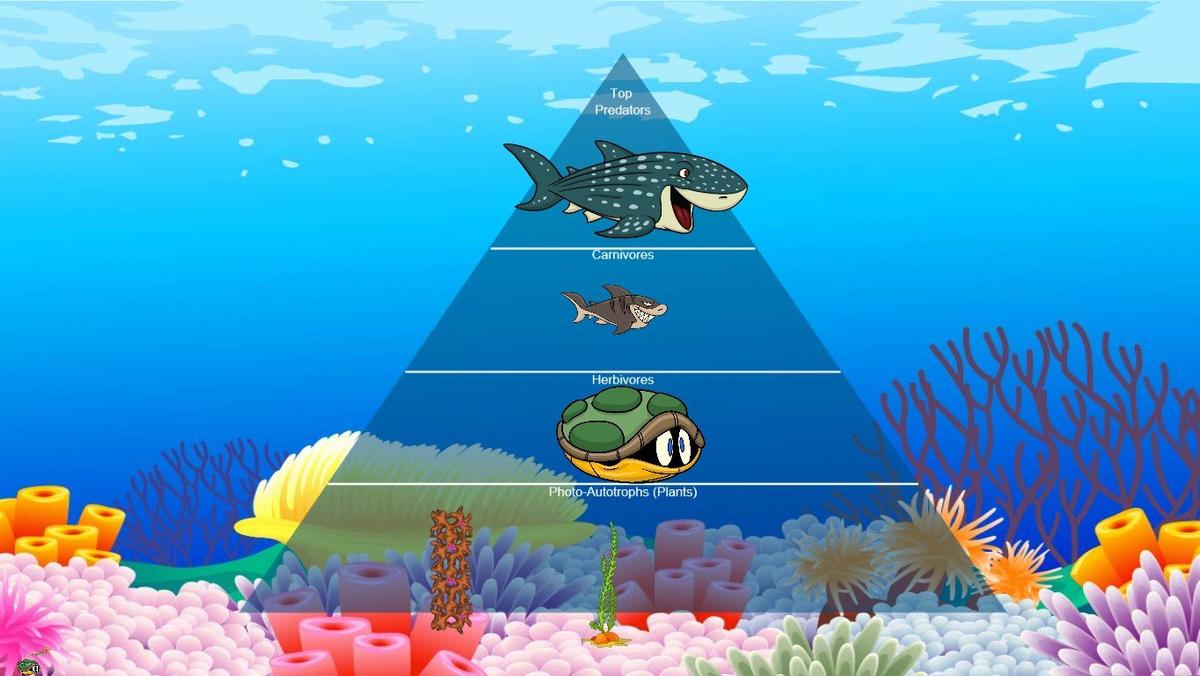 Ocean Ecological Pyramid - TEMPLATE