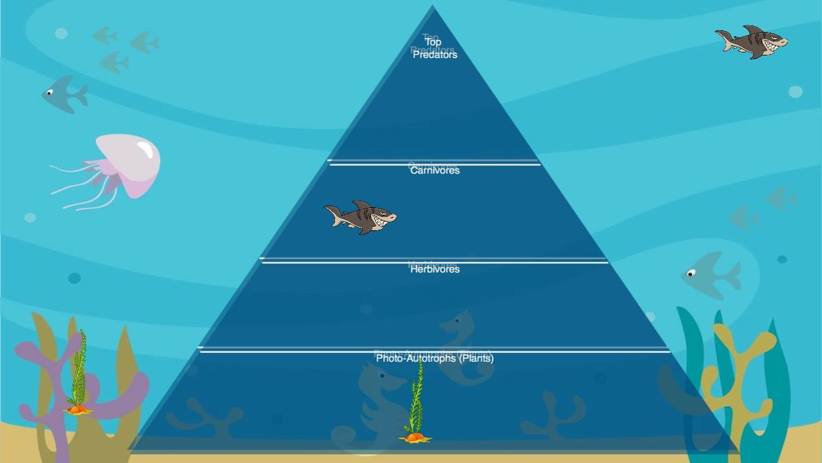 Ocean Ecological Pyramid - TEMPLATE