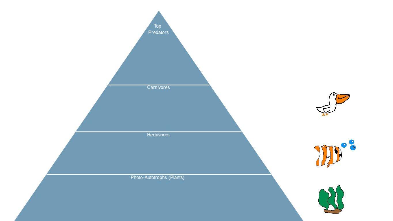 Ocean Ecological Pyramid - TEMPLATE