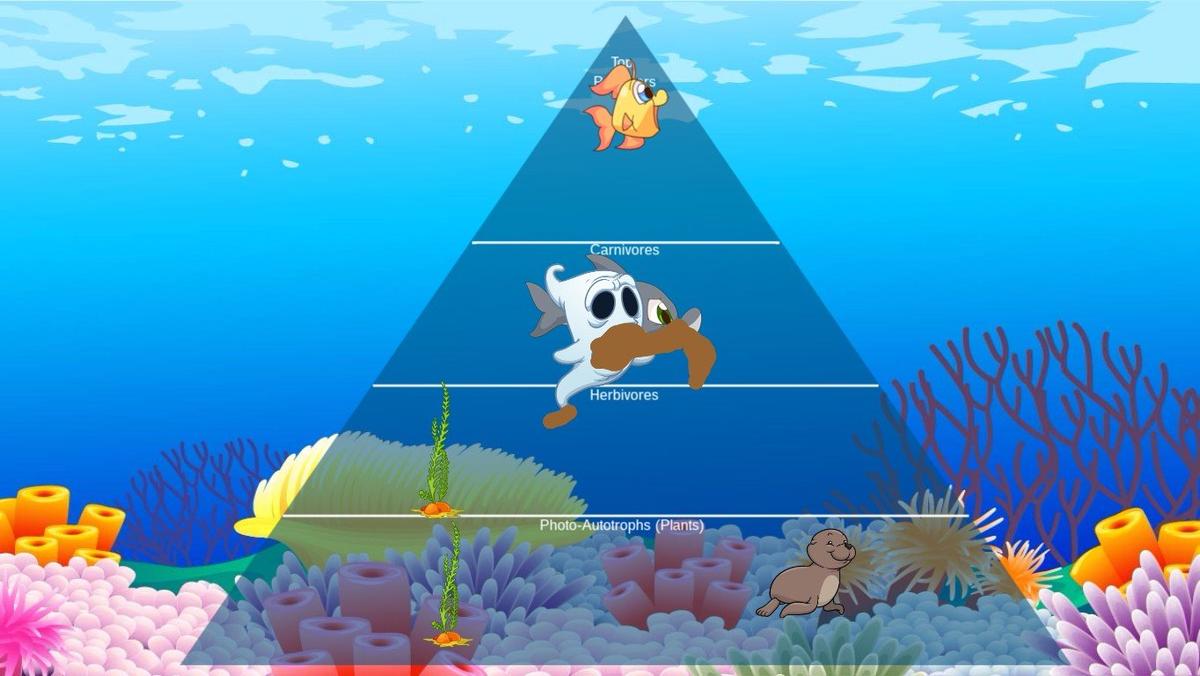 Ocean Ecological Pyramid - TEMPLATE