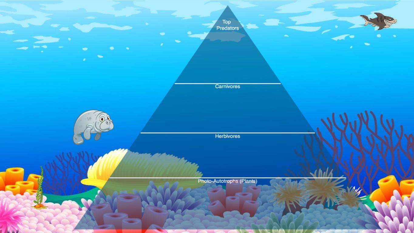 Ocean Ecological Pyramid - TEMPLATE