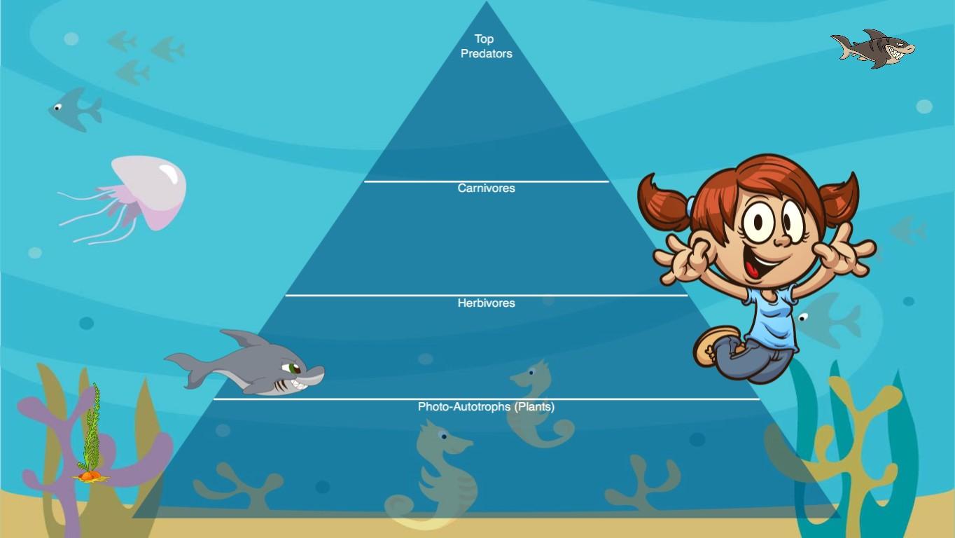 Ocean Ecological Pyramid - TEMPLATE