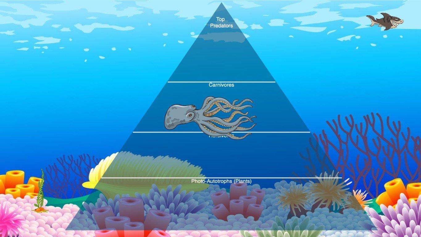 Ocean Ecological Pyramid - TEMPLATE