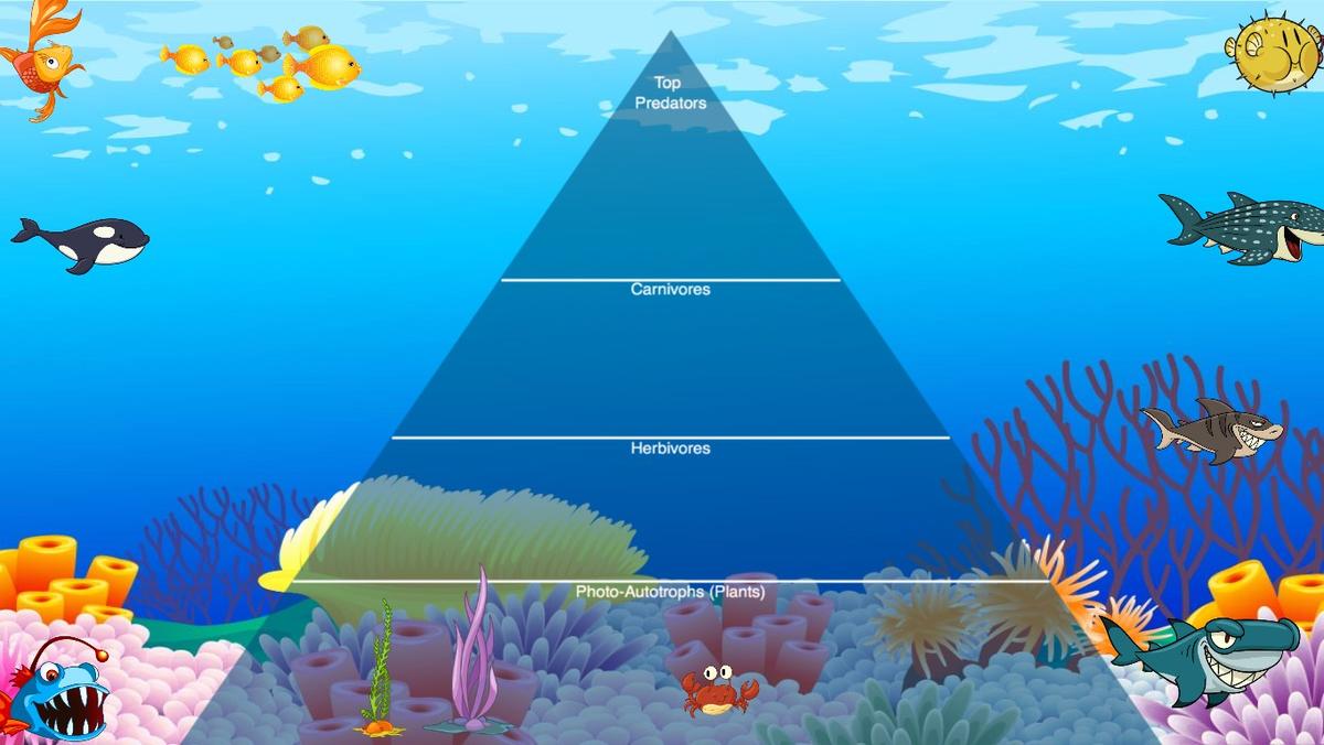 Ocean Ecological Pyramid - TEMPLATE