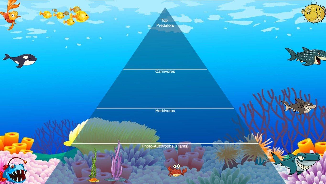 Ocean Ecological Pyramid - TEMPLATE