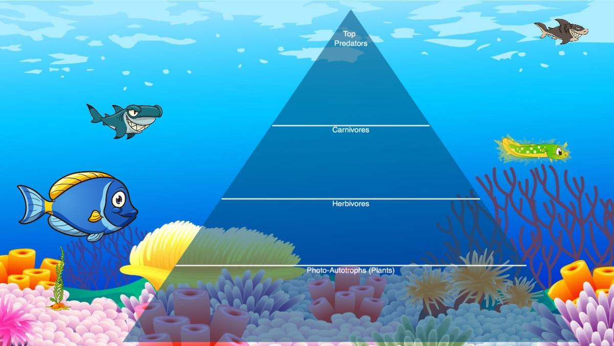 Ocean Ecological Pyramid - TEMPLATE