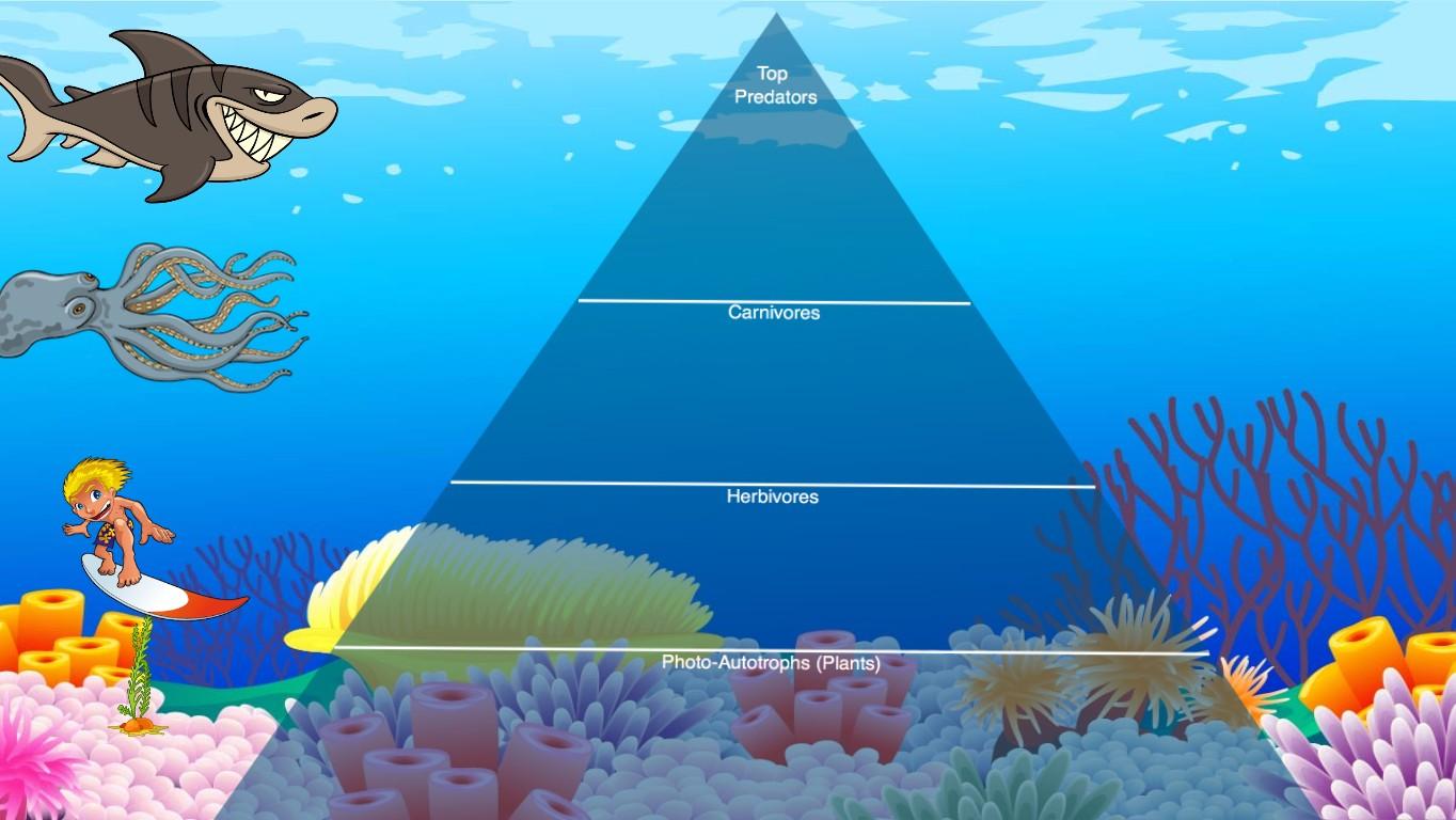 Ocean Ecological Pyramid - TEMPLATE