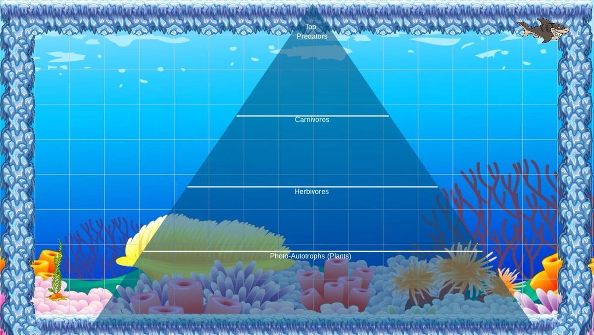 Ocean Ecological Pyramid - TEMPLATE