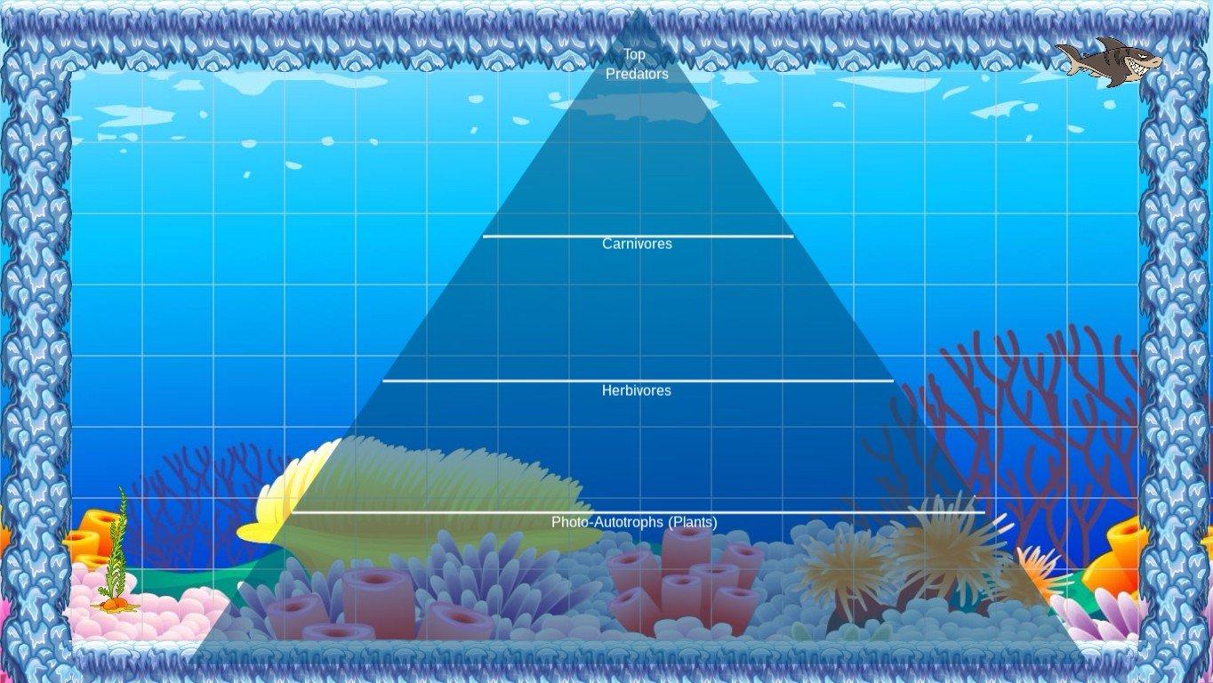 Ocean Ecological Pyramid - TEMPLATE