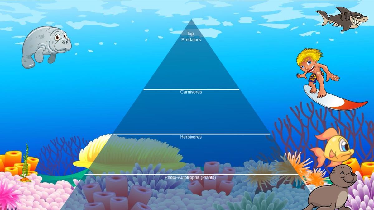 Ocean Ecological Pyramid - TEMPLATE