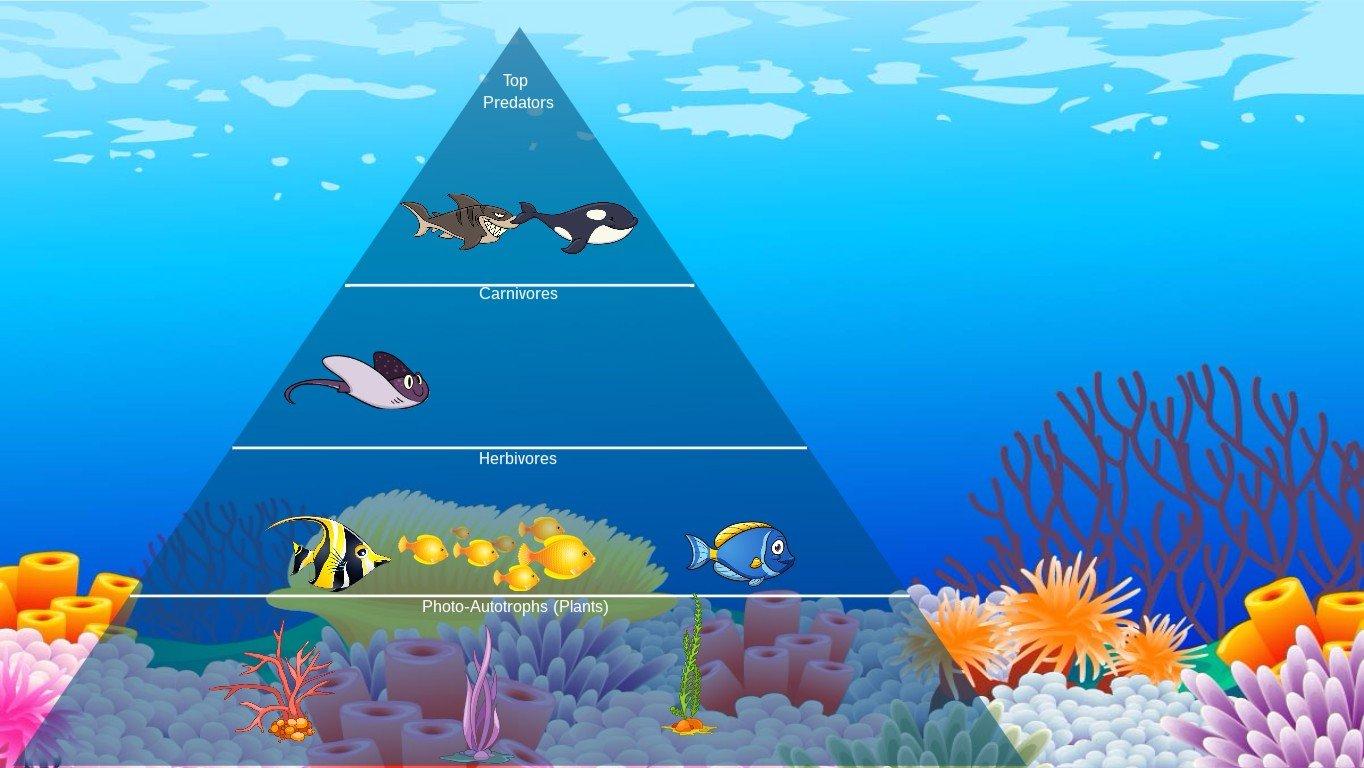 Ocean Ecological Pyramid - TEMPLATE