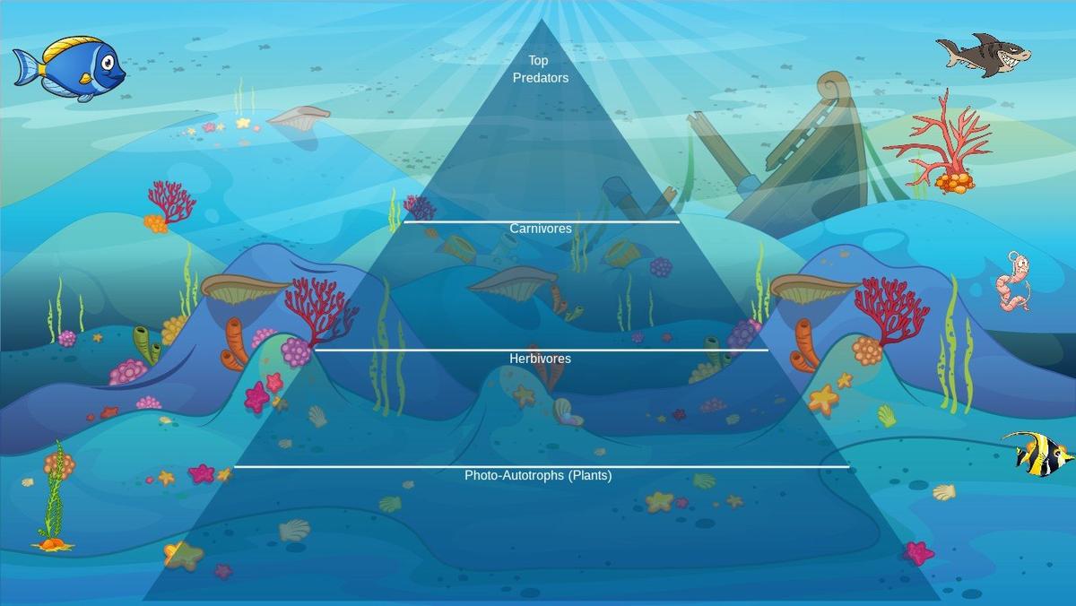 Ocean Ecological Pyramid - TEMPLATE