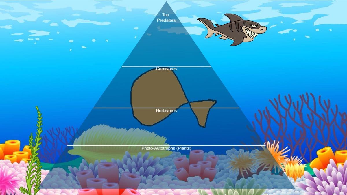 Ocean Ecological Pyramid - TEMPLATE