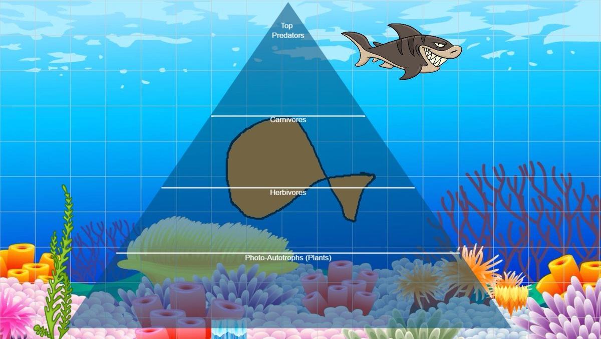 Ocean Ecological Pyramid - TEMPLATE