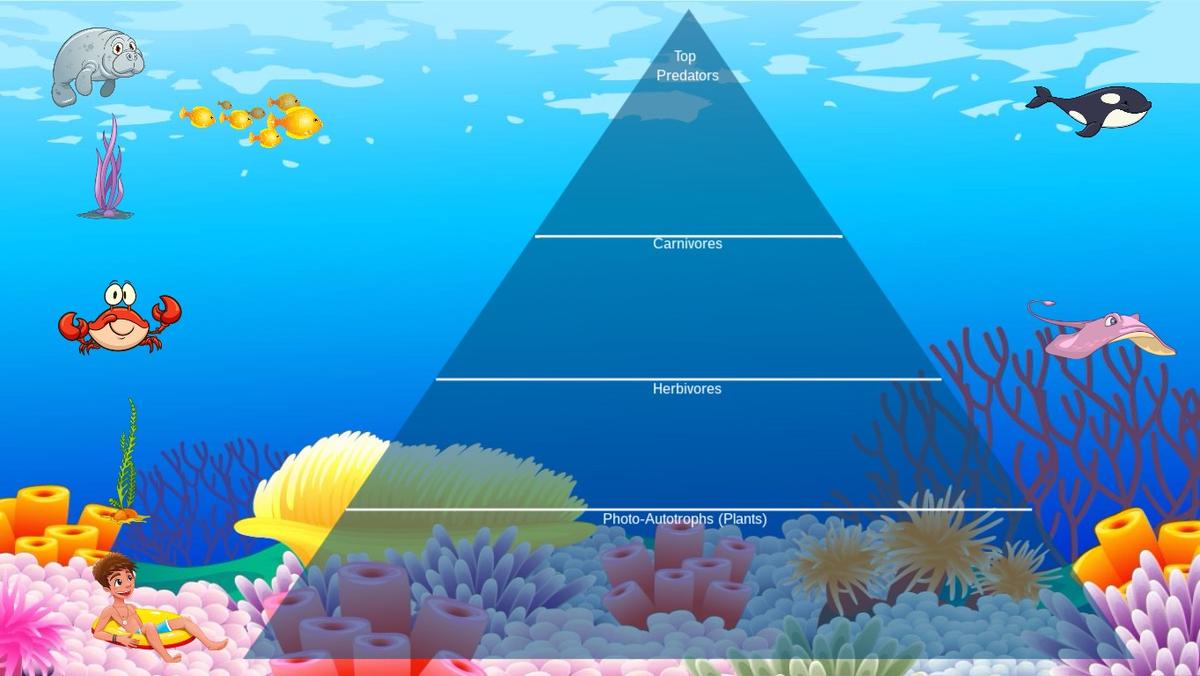 Ocean Ecological Pyramid - TEMPLATE