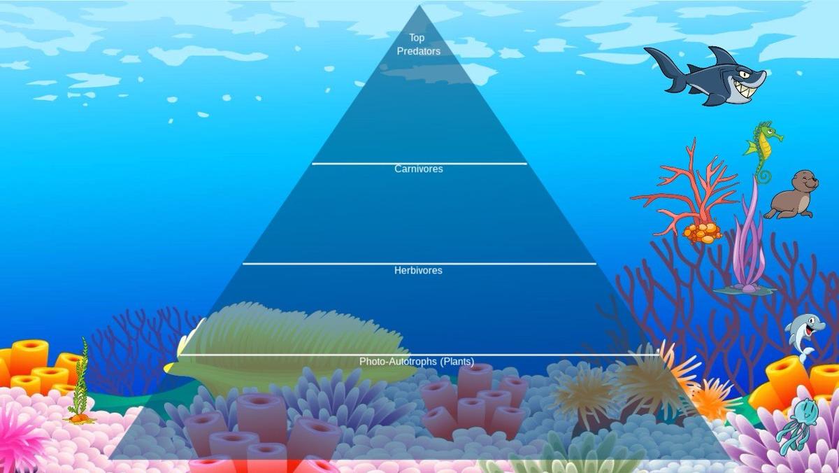 Ocean Ecological Pyramid - TEMPLATE