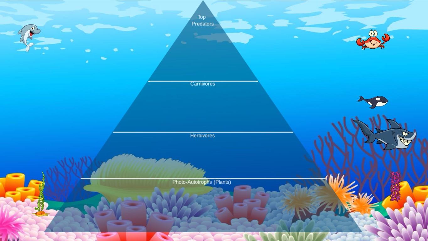 Ocean Ecological Pyramid - TEMPLATE