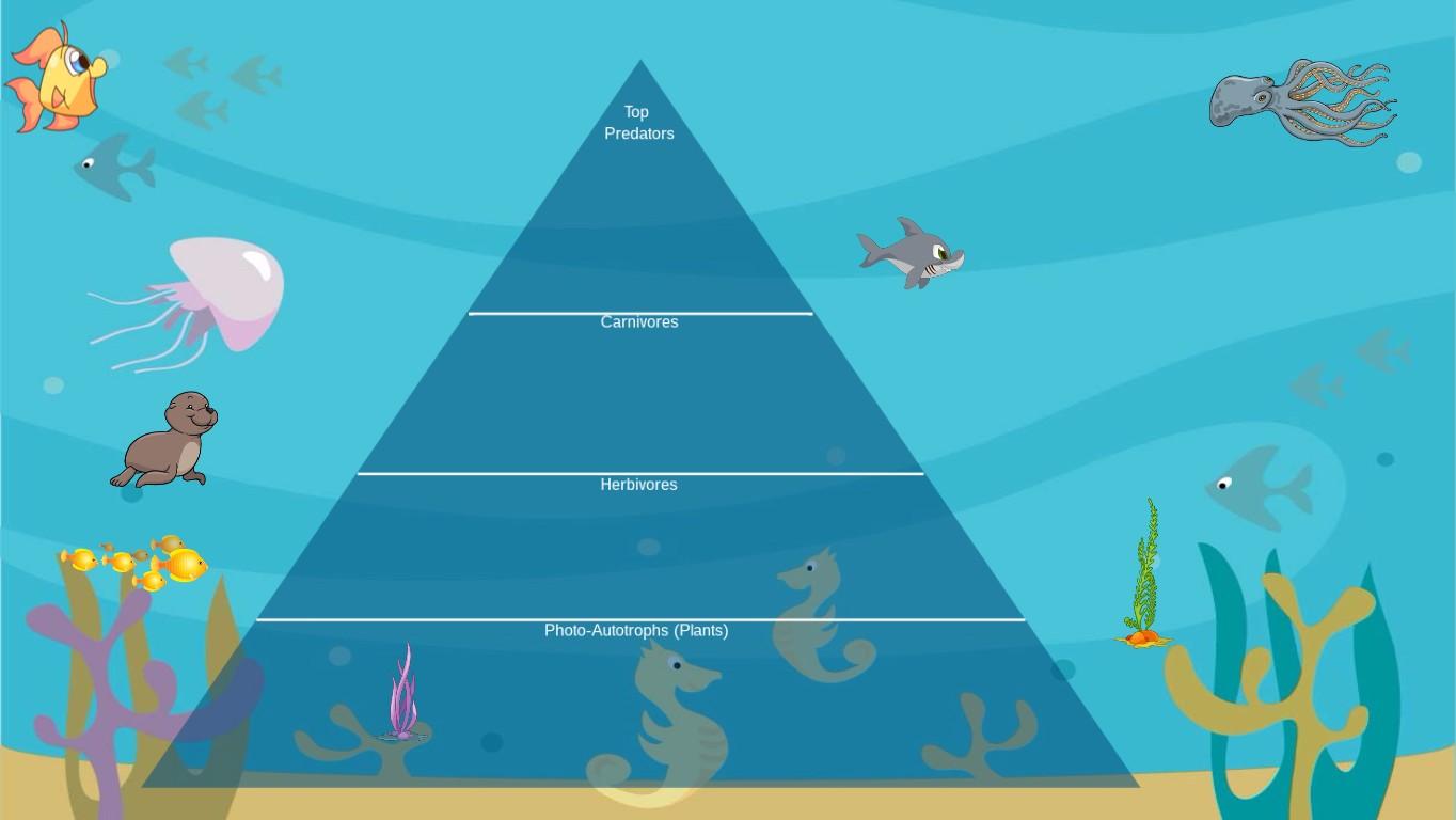 Ocean Ecological Pyramid - TEMPLATE