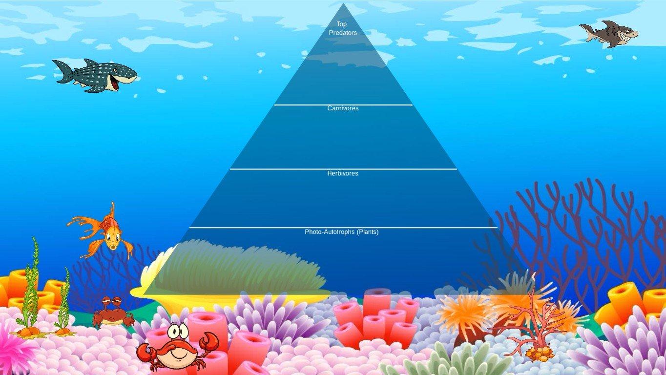 Ocean Ecological Pyramid - TEMPLATE