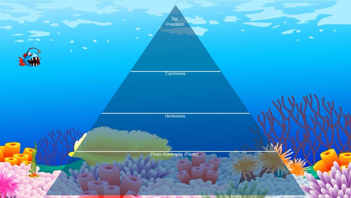 Ocean Ecological Pyramid - TEMPLATE