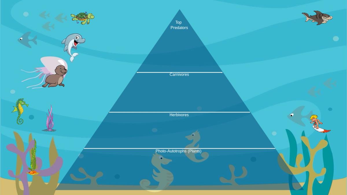 Ocean Ecological Pyramid - TEMPLATE