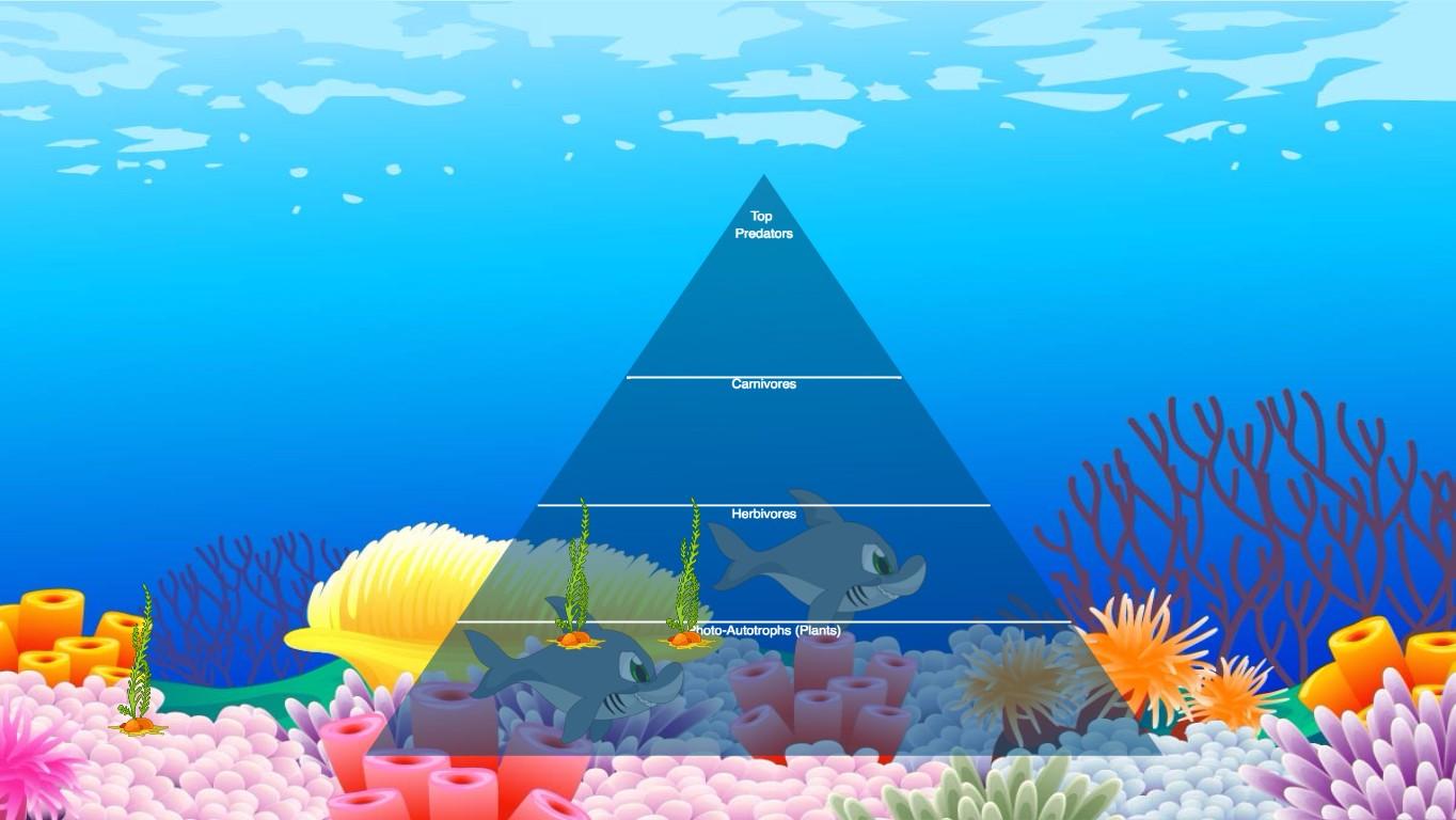 Ocean Ecological Pyramid - TEMPLATE