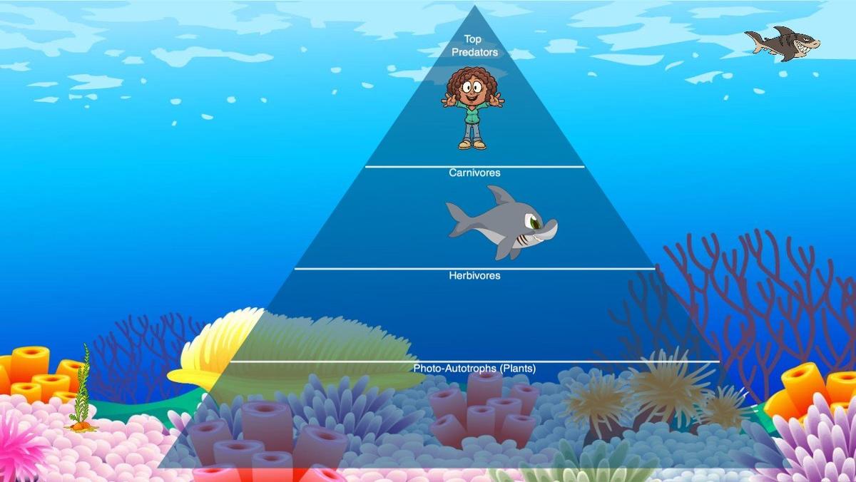 Ocean Ecological Pyramid - TEMPLATE