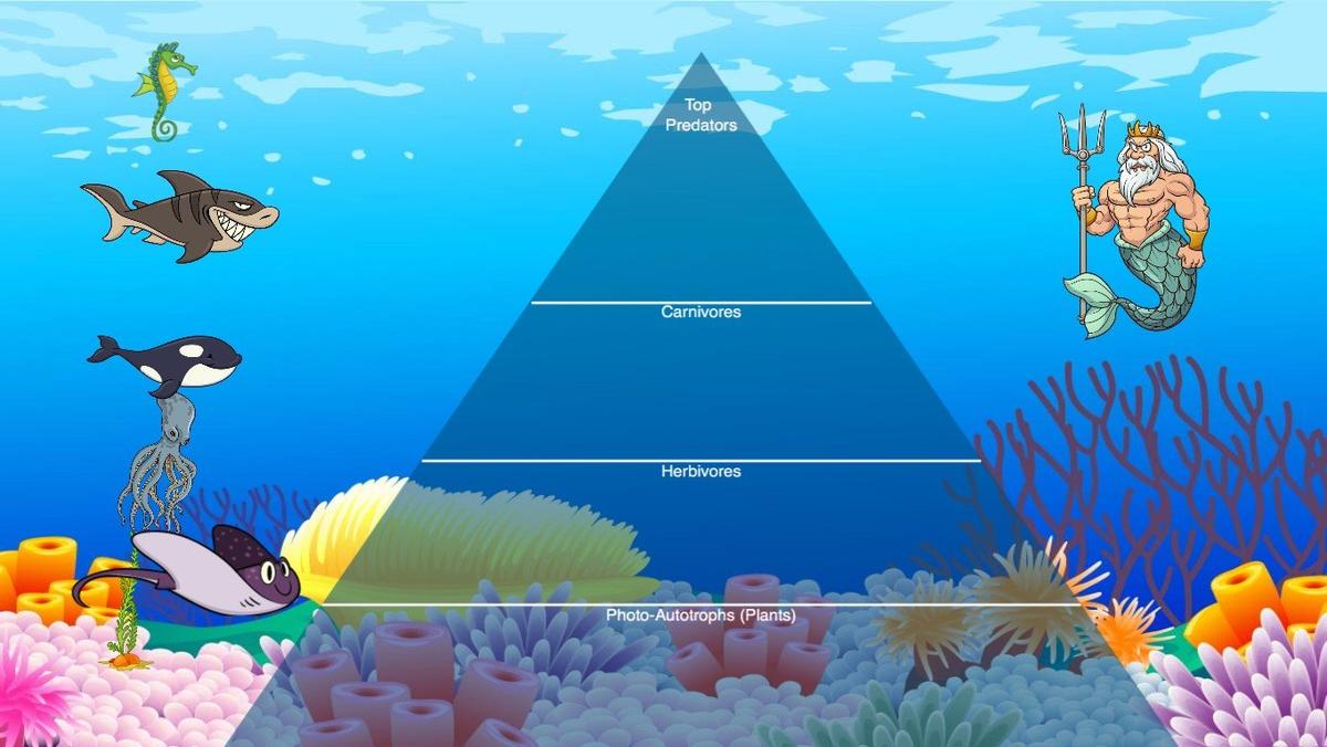 Ocean Ecological Pyramid - TEMPLATE