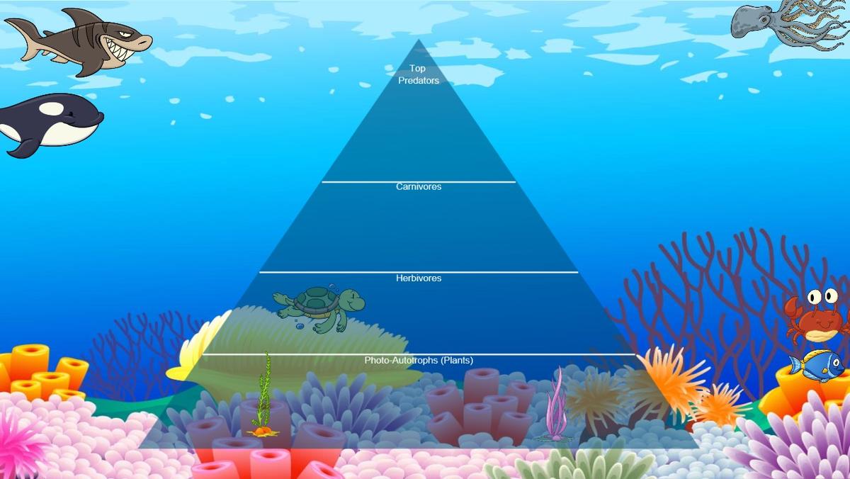 Ocean Ecological Pyramid - TEMPLATE