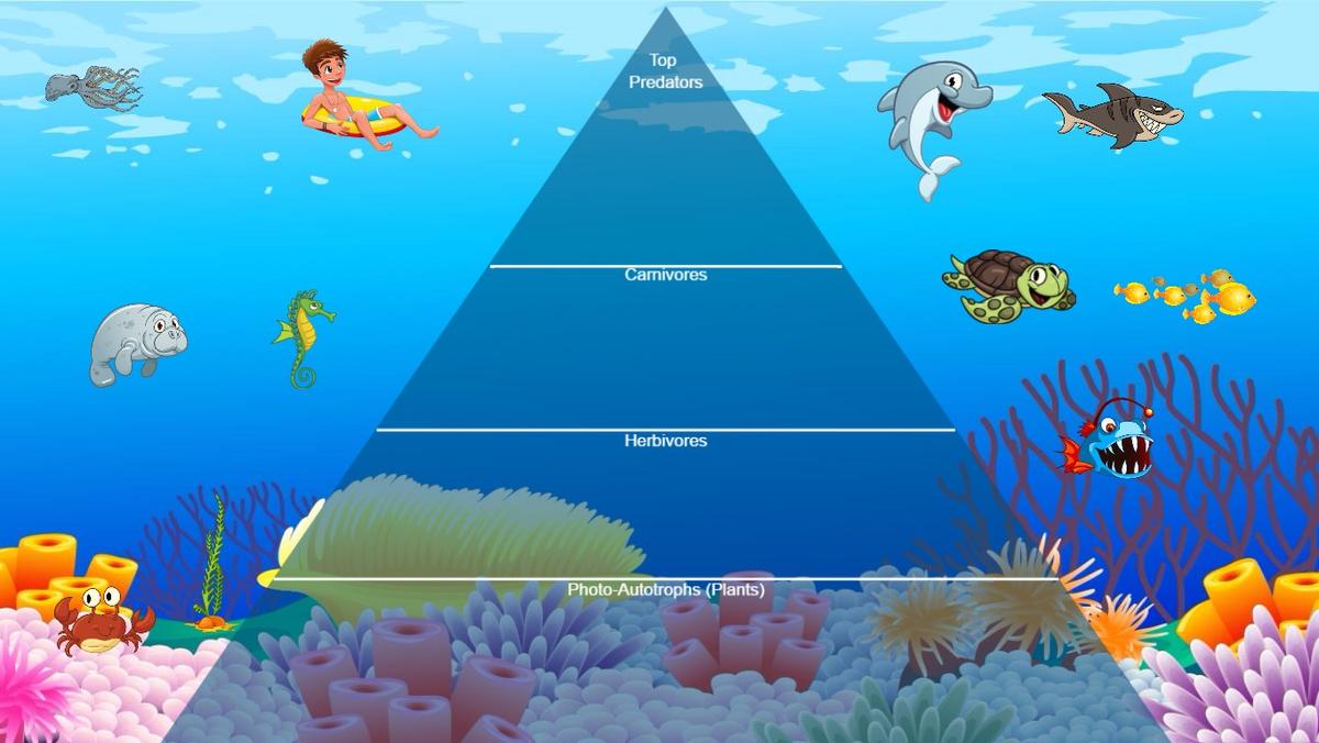 Ocean Ecological Pyramid - TEMPLATE