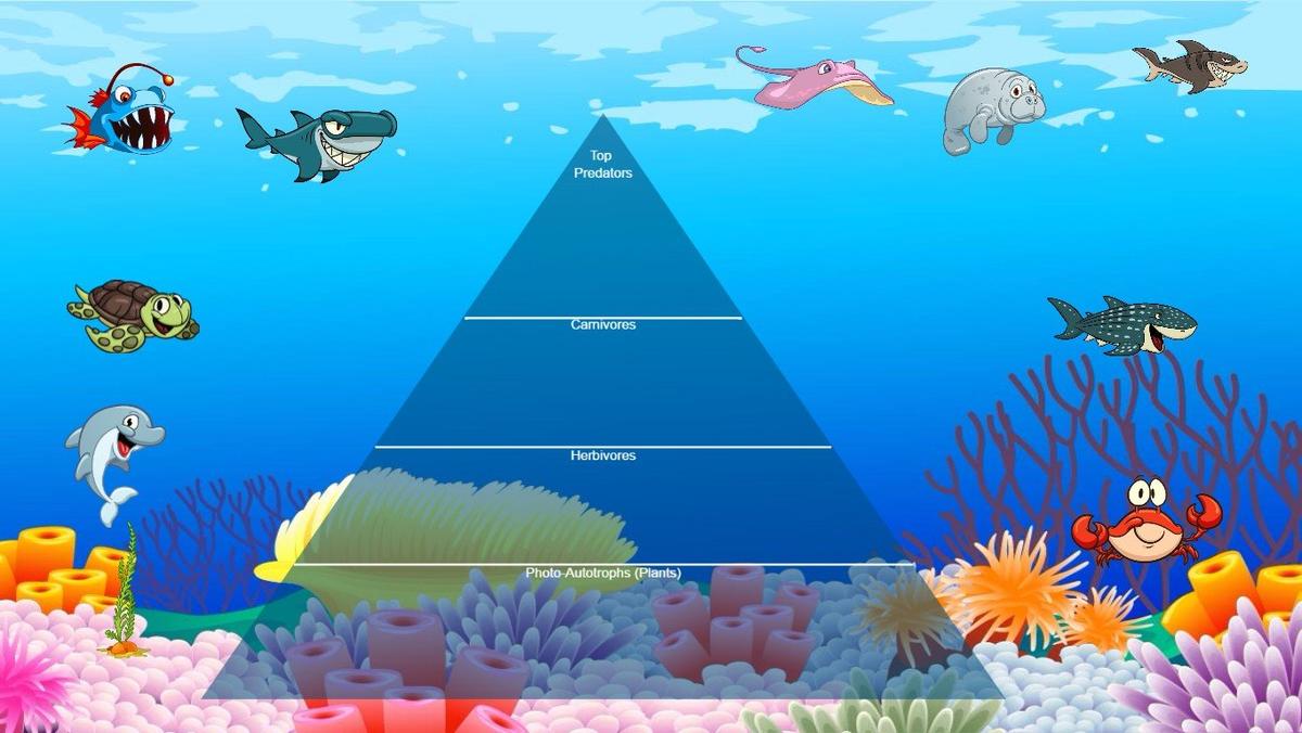 Ocean Ecological Pyramid - TEMPLATE