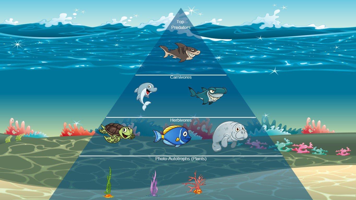 Ocean Ecological Pyramid - TEMPLATE