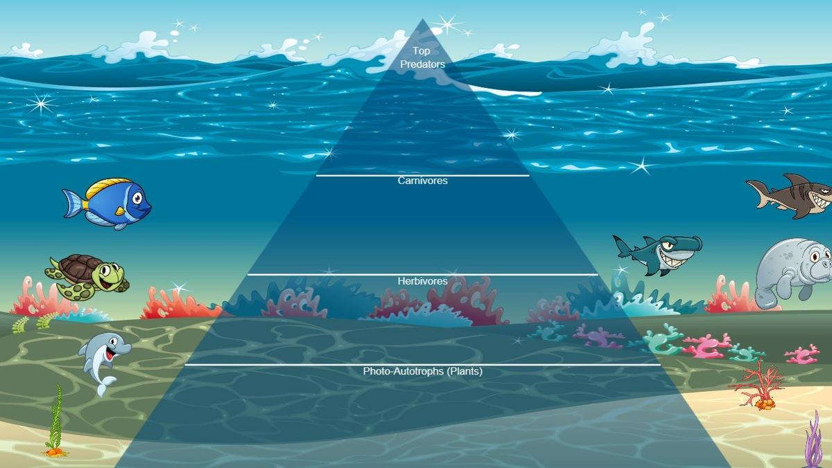 Ocean Ecological Pyramid - TEMPLATE