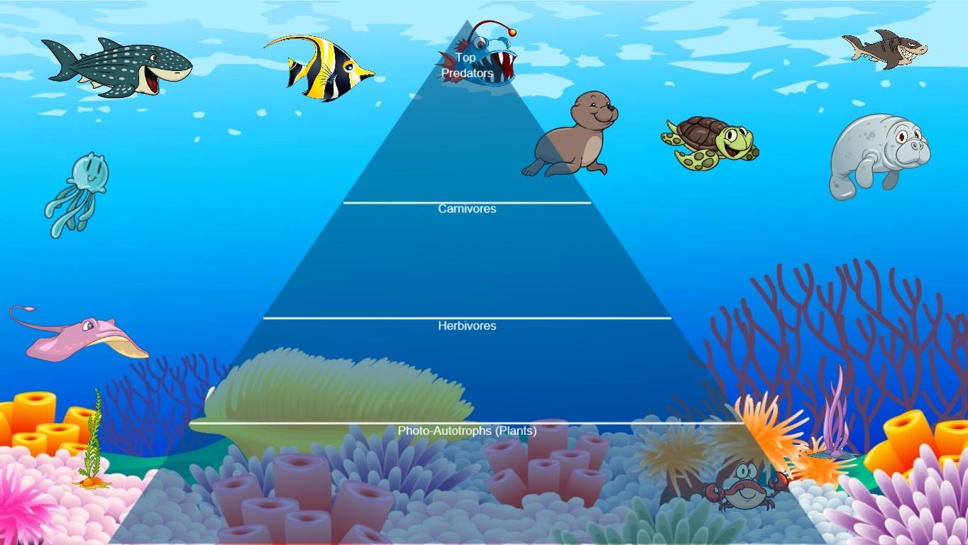 Ocean Ecological Pyramid - TEMPLATE