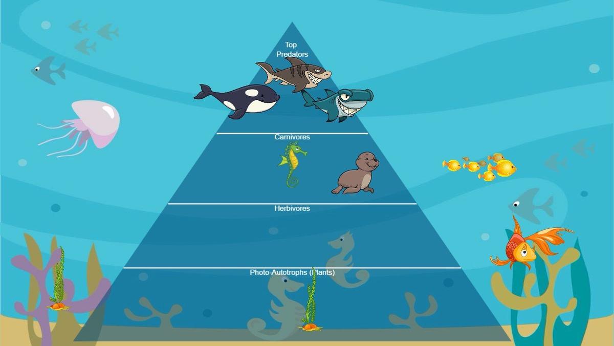 Ocean Ecological Pyramid - TEMPLATE