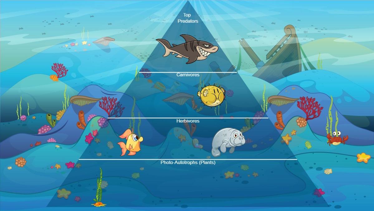 Ocean Ecological Pyramid - TEMPLATE