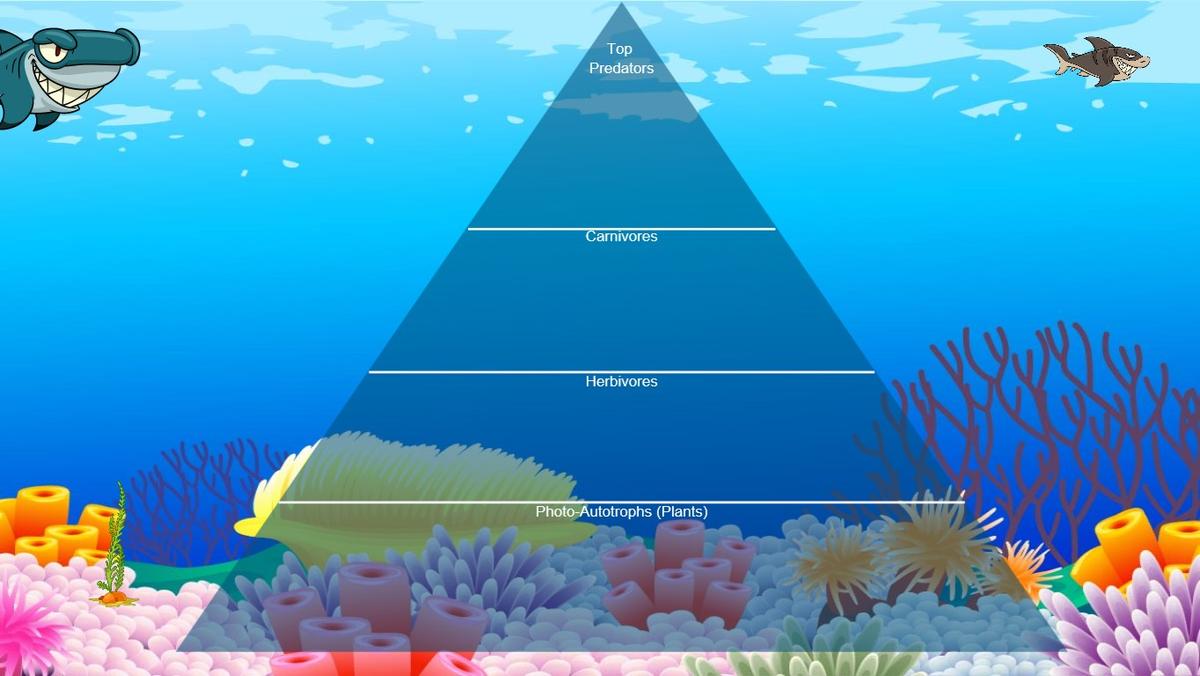 Ocean Ecological Pyramid - TEMPLATE