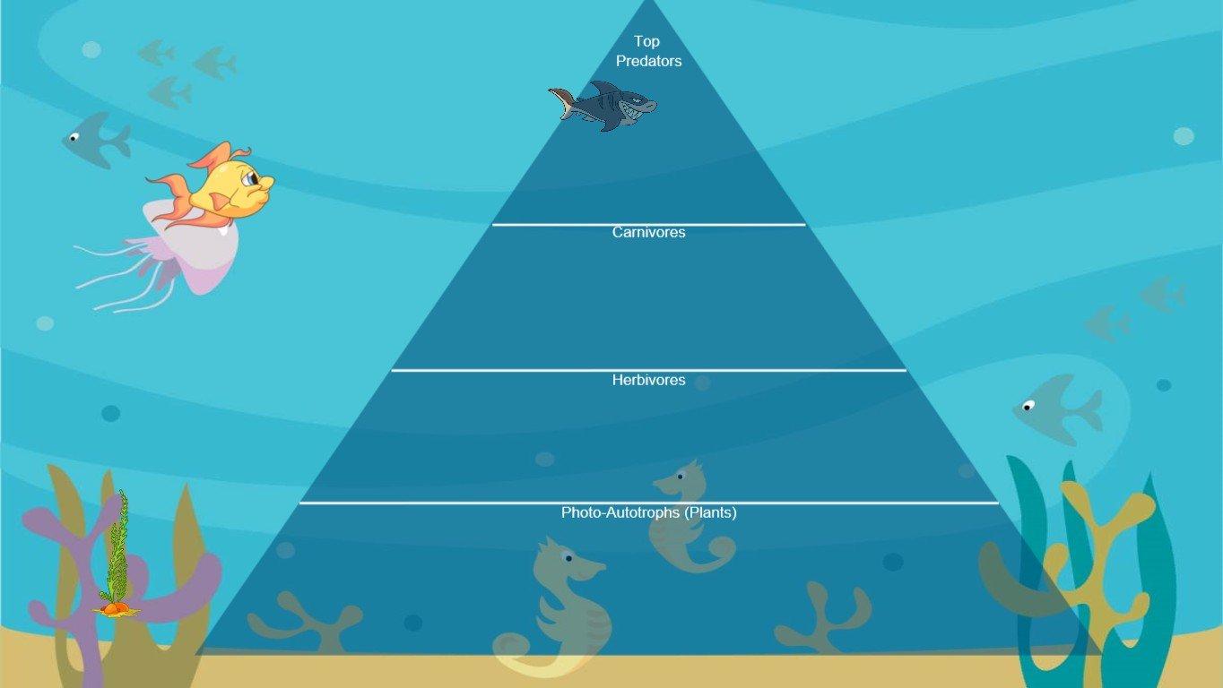 Ocean Ecological Pyramid - TEMPLATE