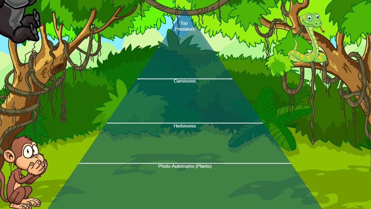 Jungle Ecological Pyramid