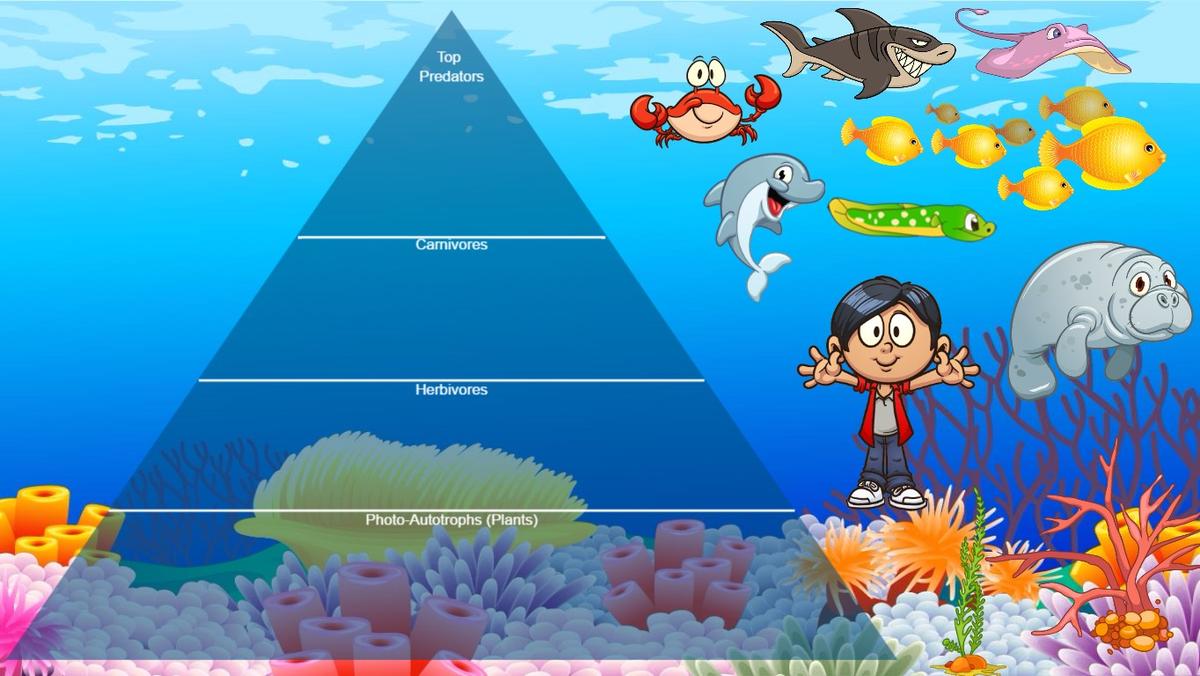 Ocean Ecological Pyramid - TEMPLATE