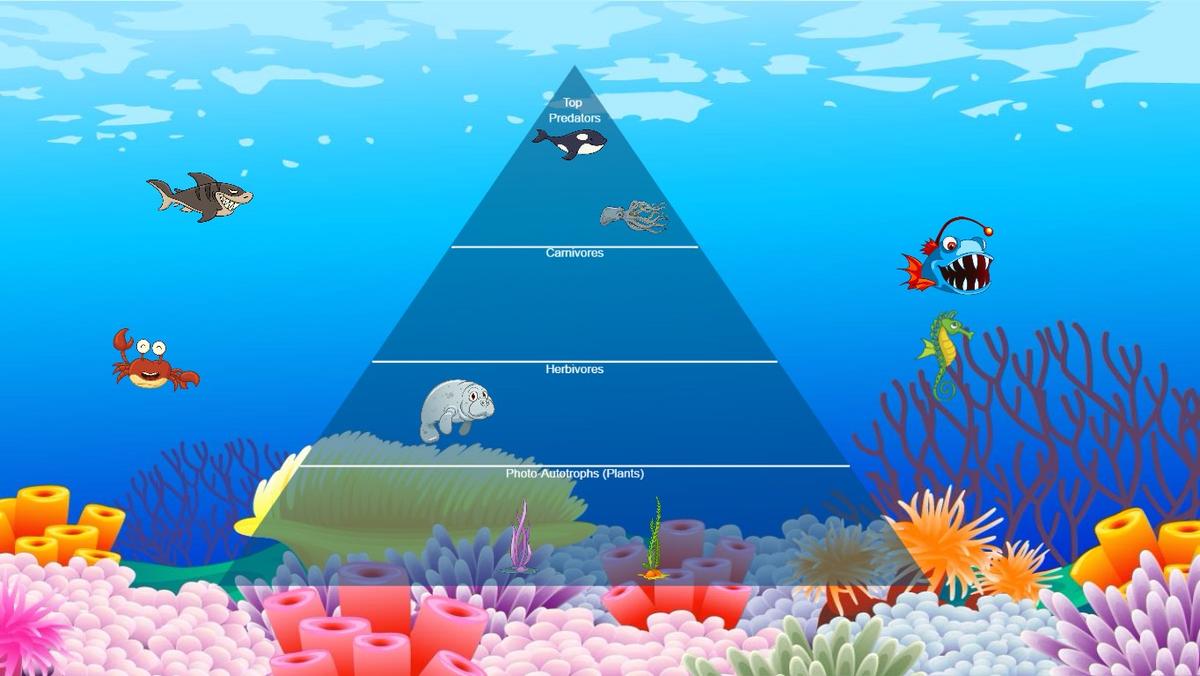 Ocean Ecological Pyramid - TEMPLATE