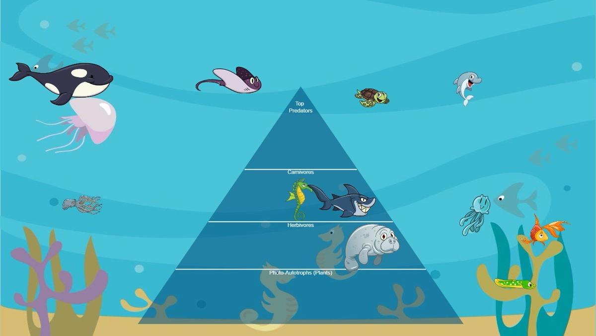 Ocean Ecological Pyramid - TEMPLATE