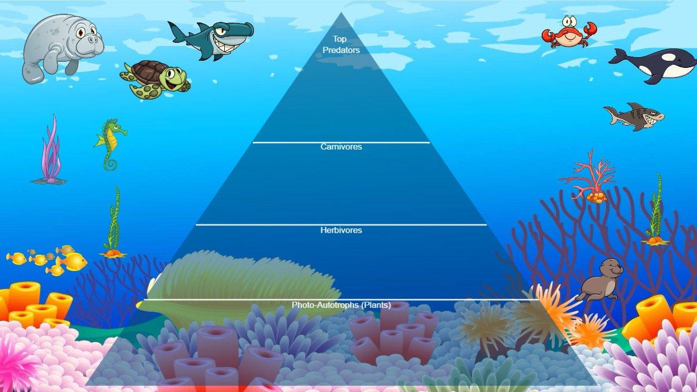 Ocean Ecological Pyramid - TEMPLATE