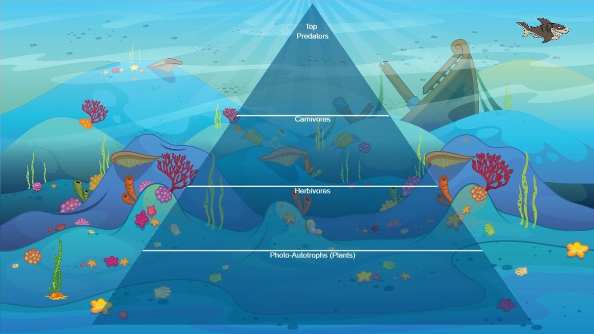 Ocean Ecological Pyramid - TEMPLATE