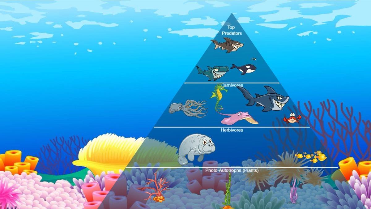 Ocean Ecological Pyramid - TEMPLATE