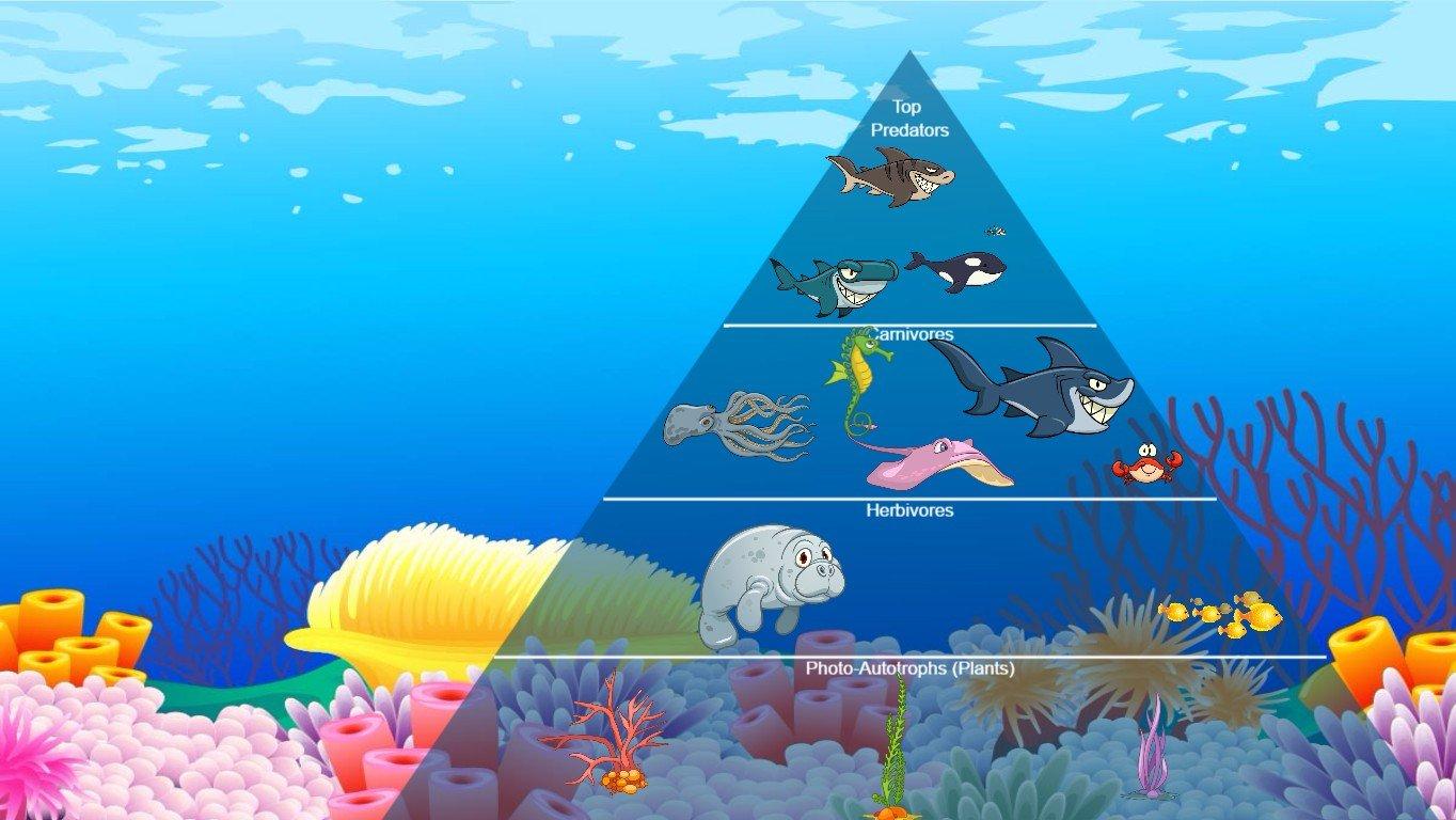 Ocean Ecological Pyramid - TEMPLATE