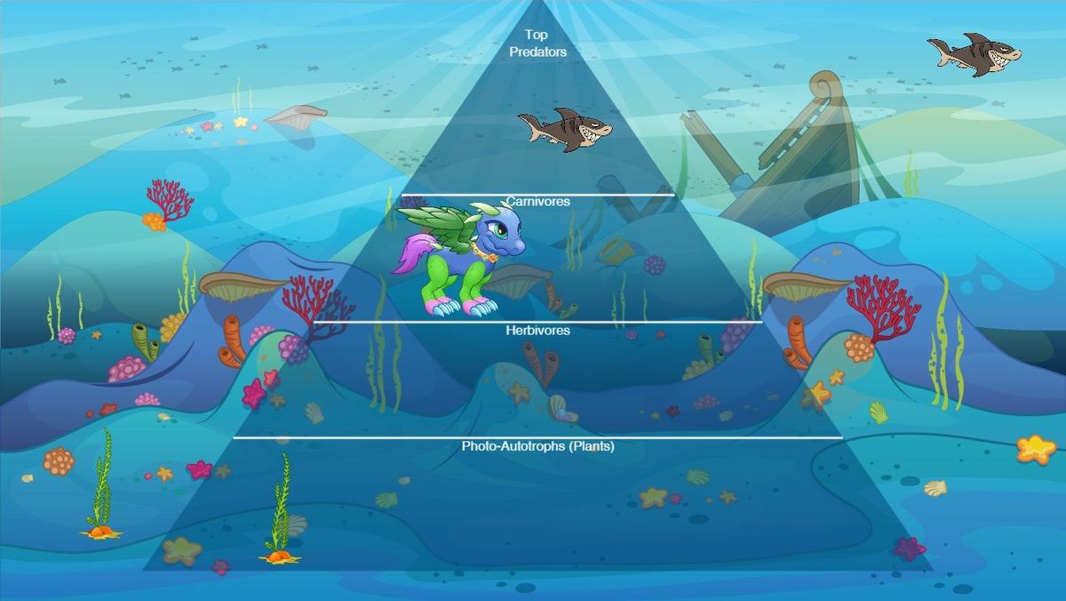 Ocean Ecological Pyramid - TEMPLATE