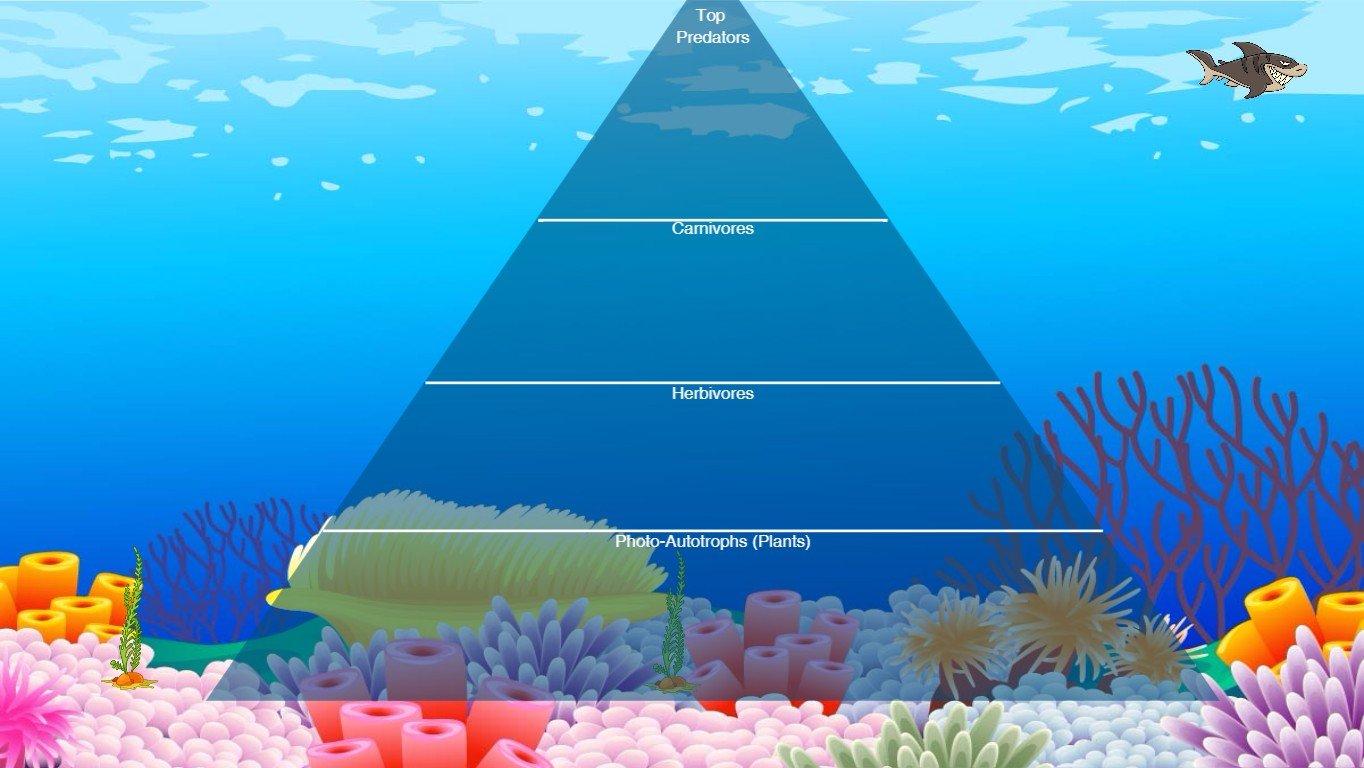 Ocean Ecological Pyramid - TEMPLATE